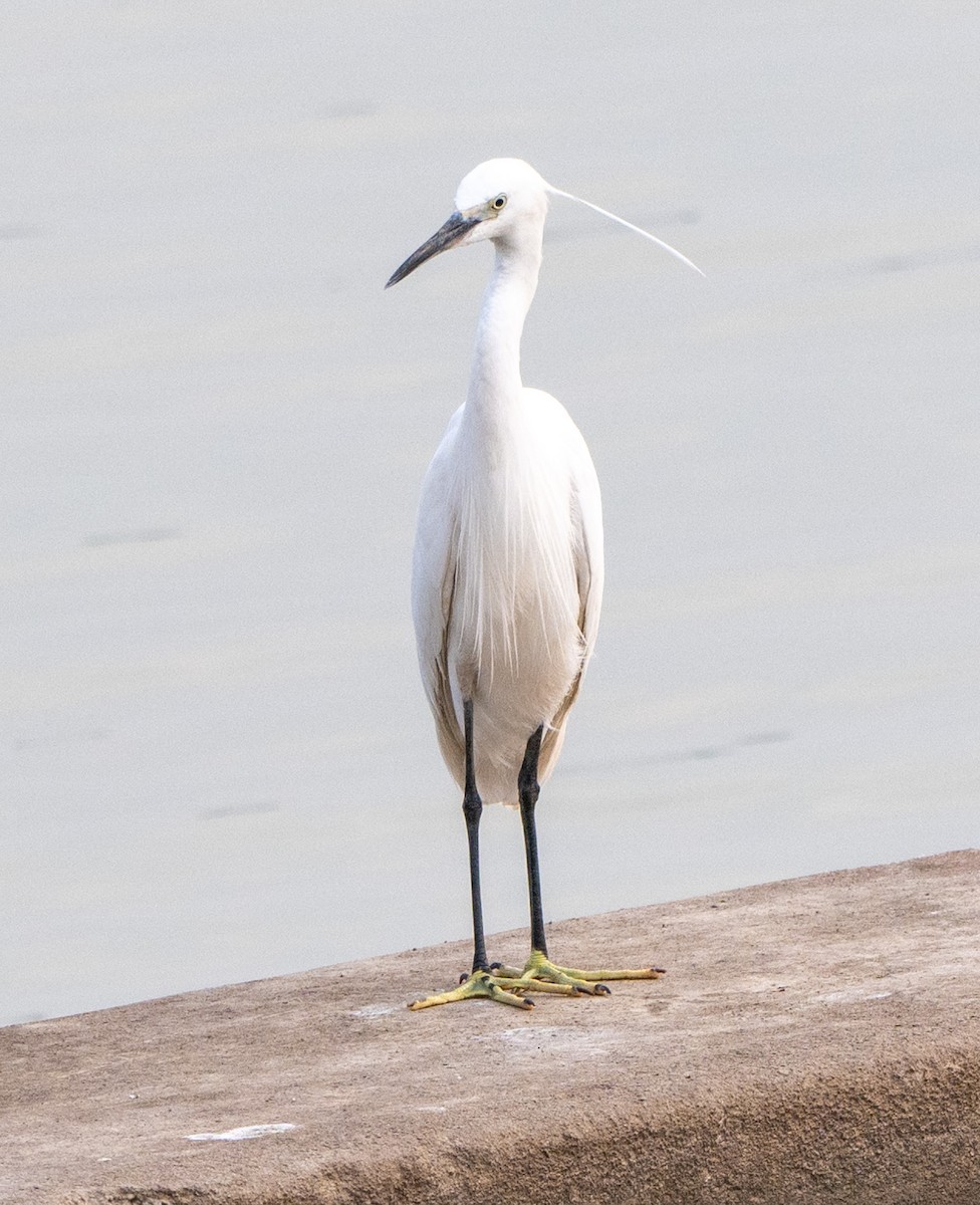 Little Egret - Jagdish Jatiya