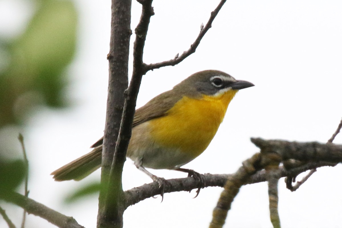 Yellow-breasted Chat - Marlene Cashen