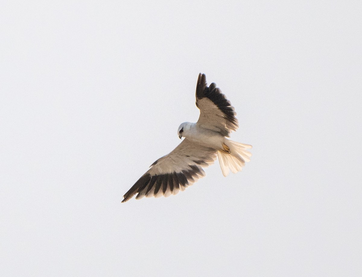 Black-winged Kite - Jagdish Jatiya