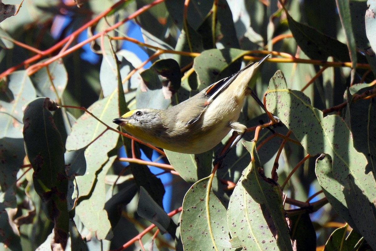 Striated Pardalote - B Jenkins