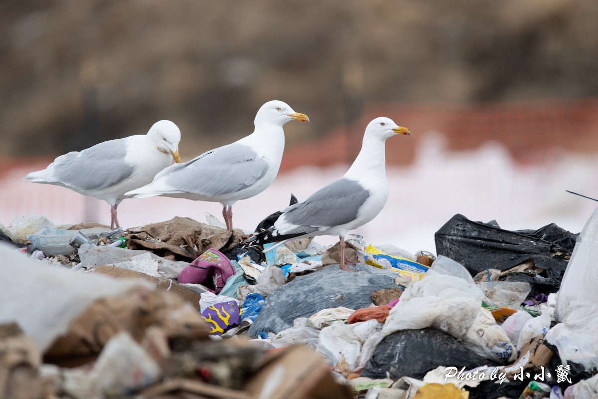 Glaucous Gull - Hanyang Ye