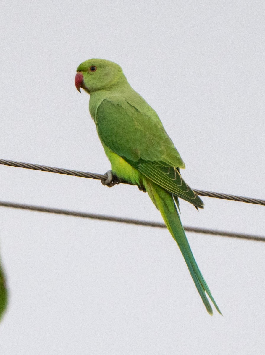 Rose-ringed Parakeet - Jagdish Jatiya