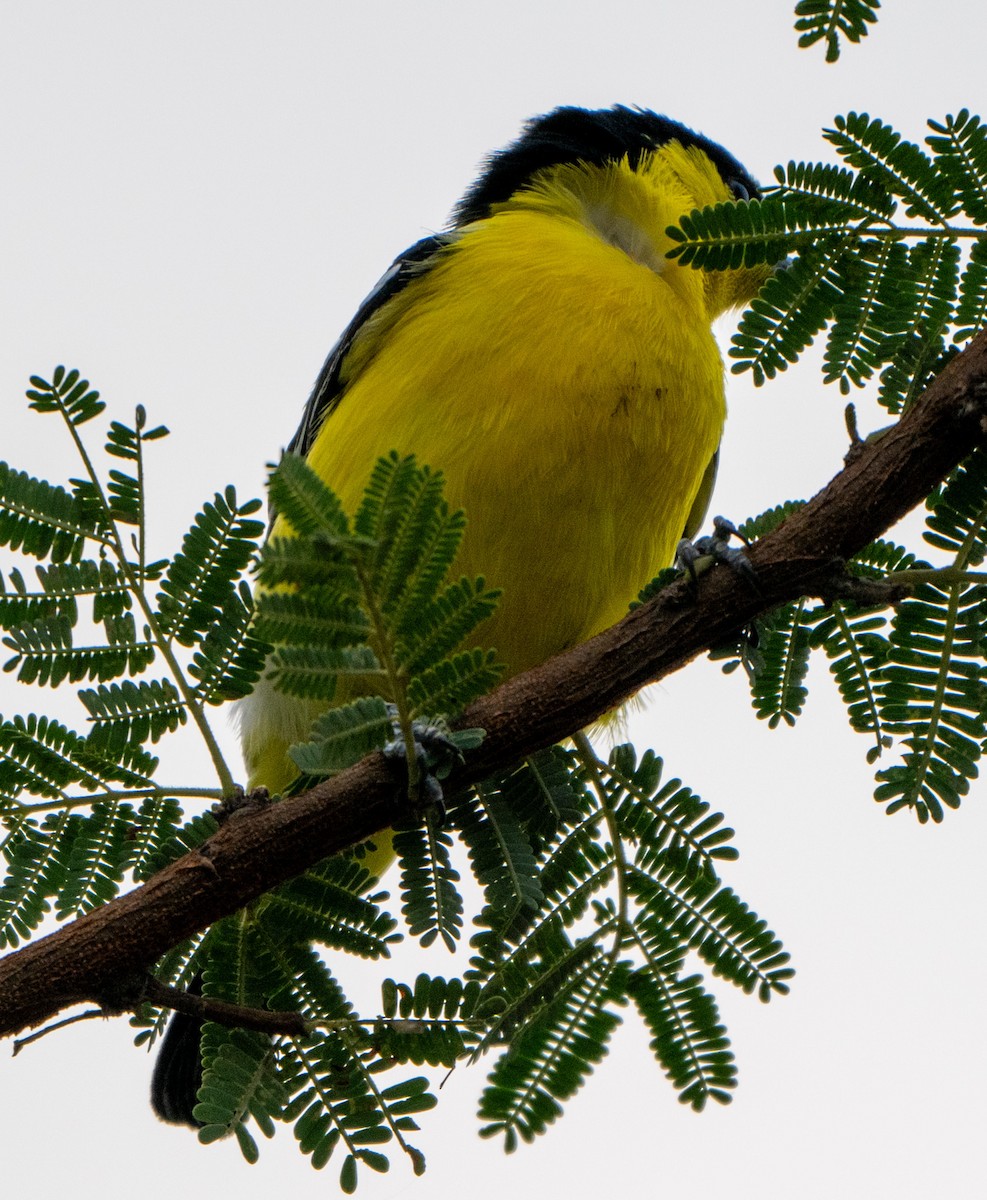 Common Iora - Jagdish Jatiya