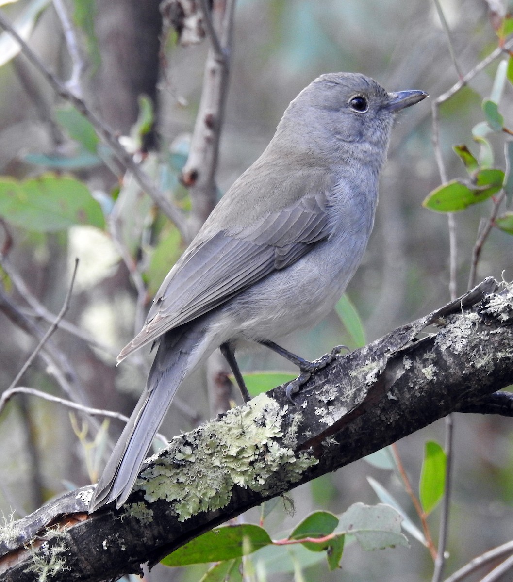 Gray Shrikethrush - B Jenkins