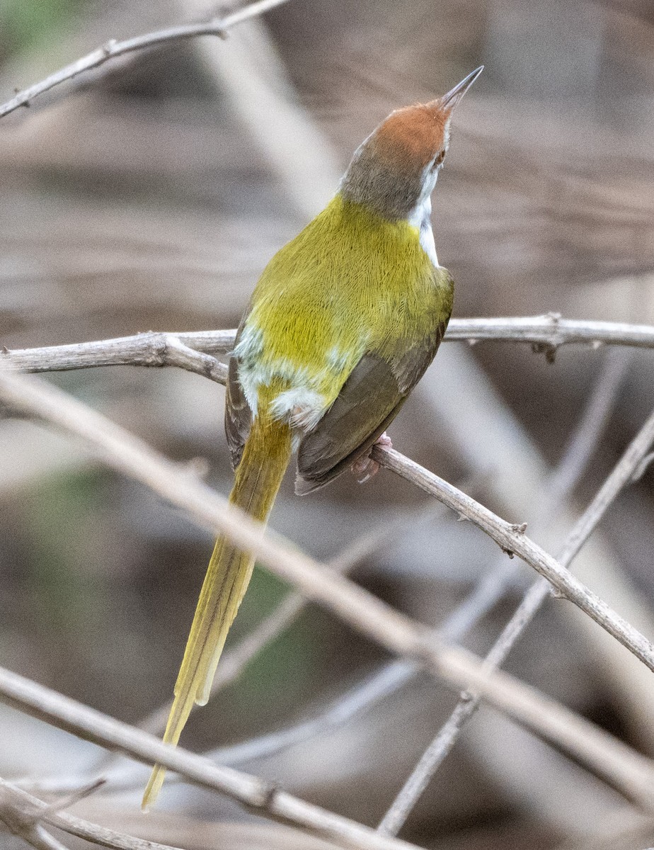 Common Tailorbird - Jagdish Jatiya