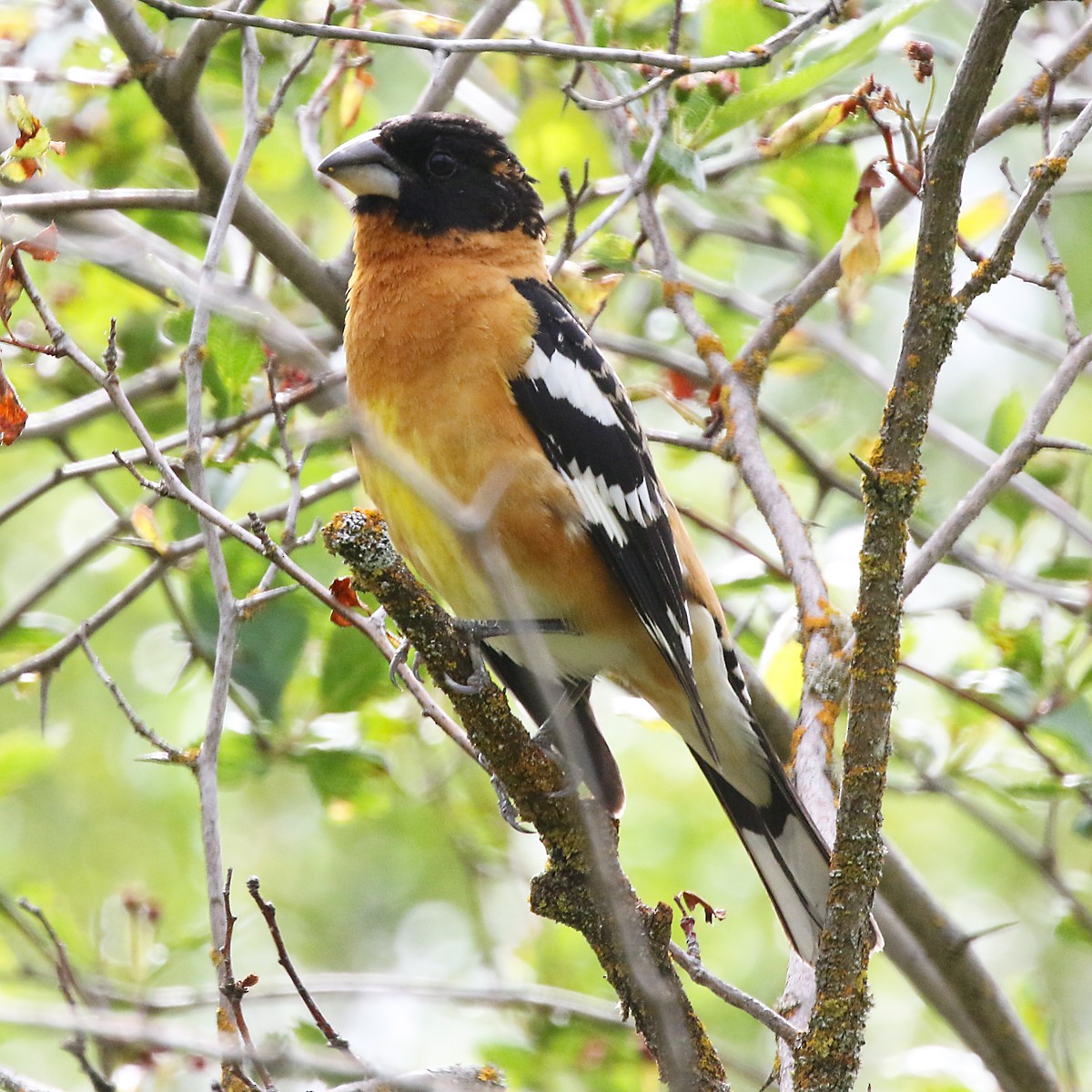 Black-headed Grosbeak - Marlene Cashen