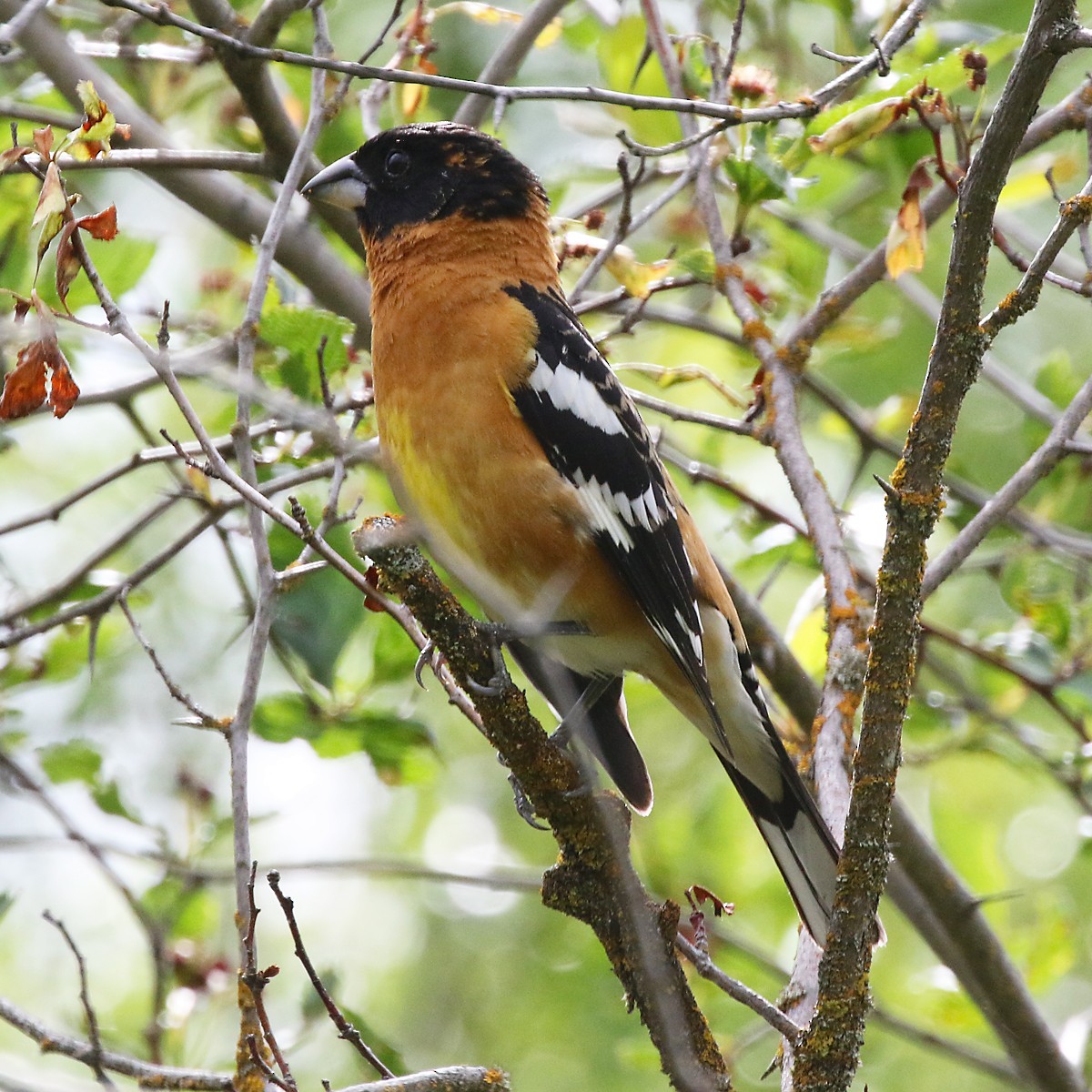 Black-headed Grosbeak - Marlene Cashen