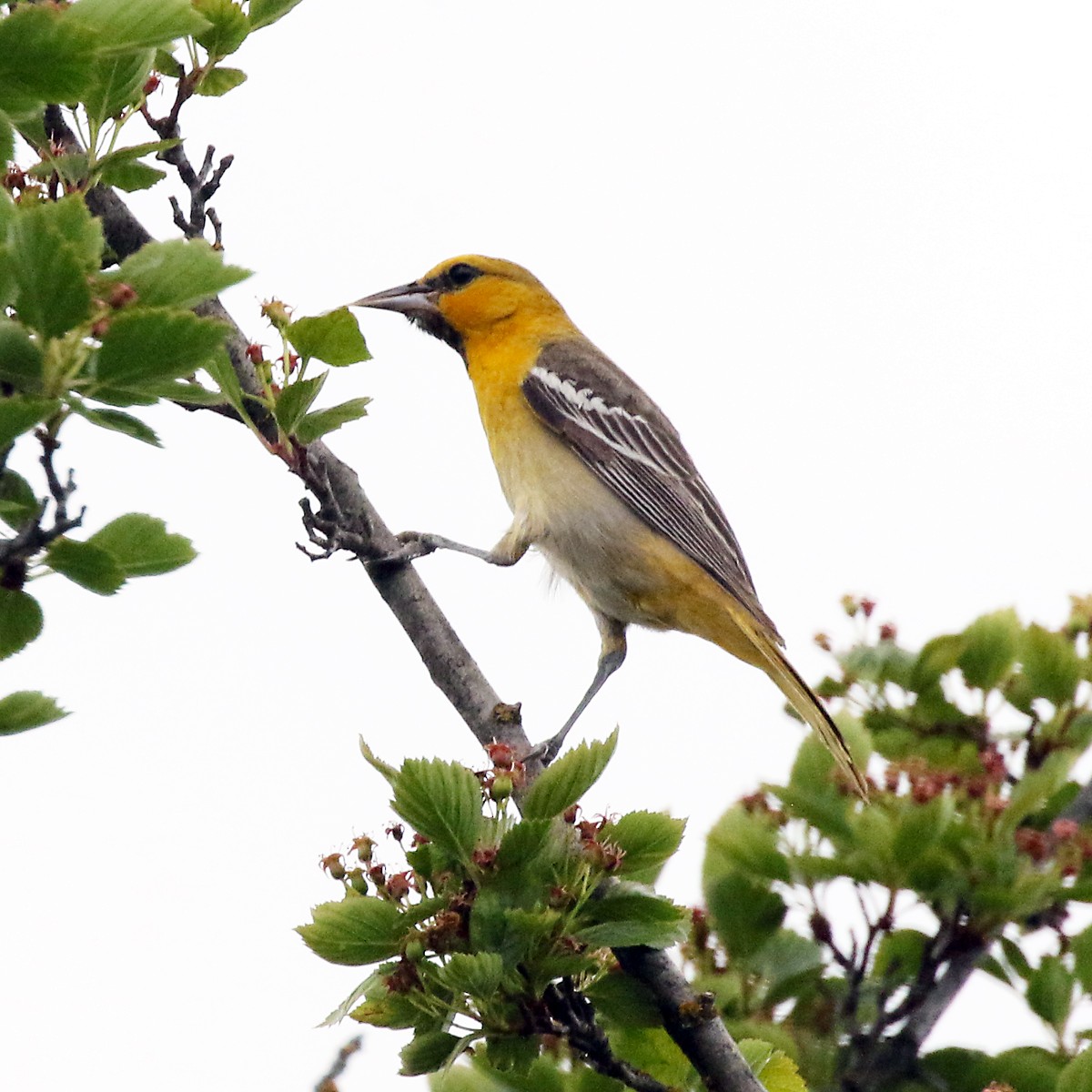 Bullock's Oriole - ML619661622