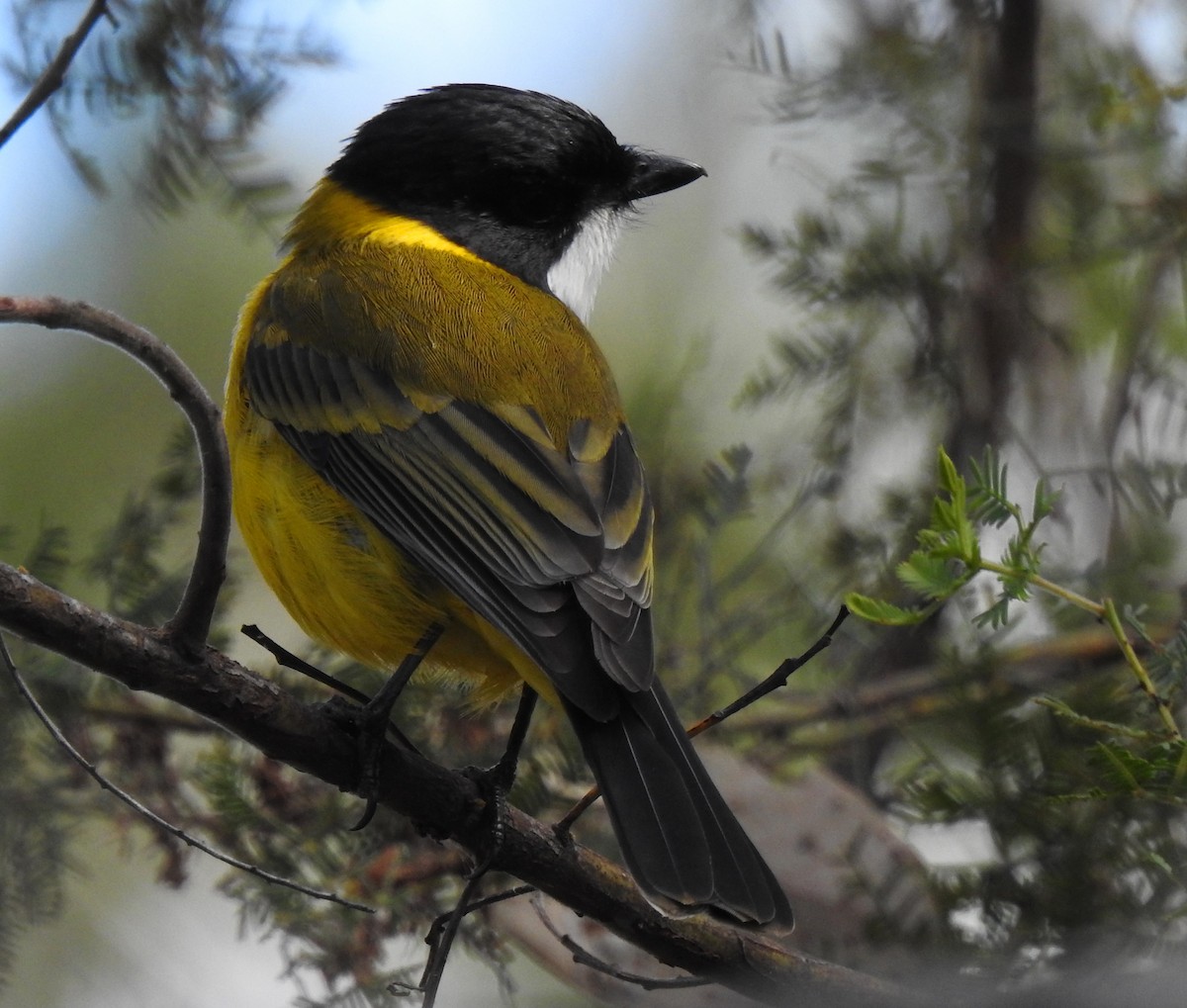 Golden Whistler - B Jenkins