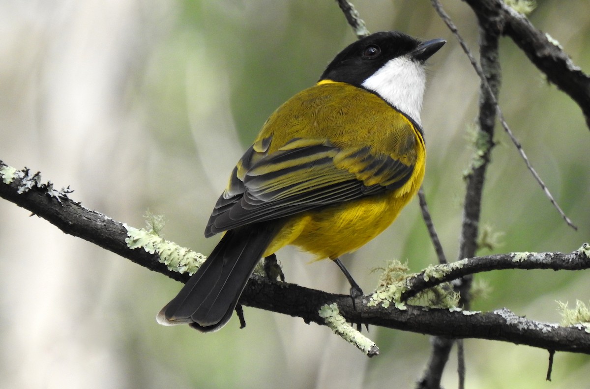 Golden Whistler - B Jenkins