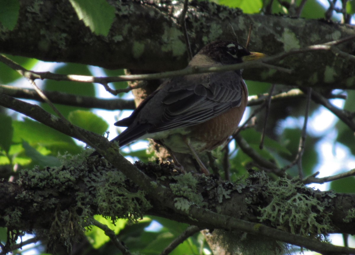 American Robin - damon taylor