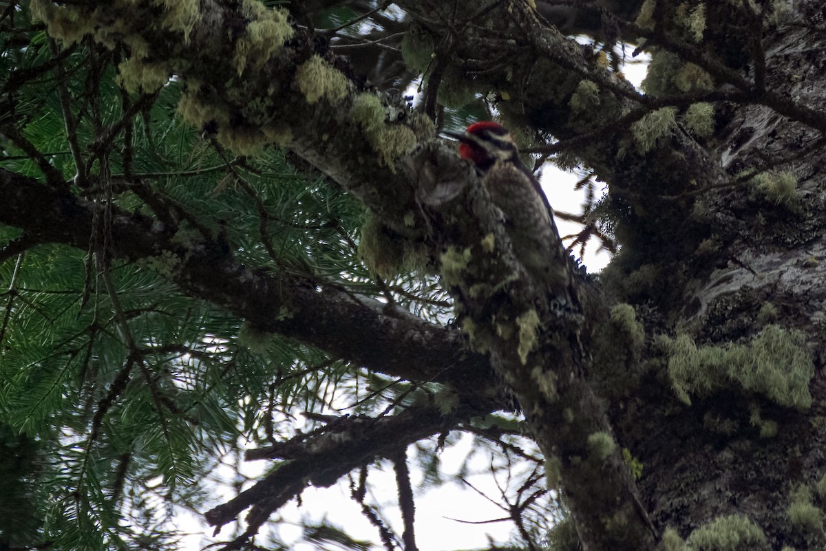 Red-naped Sapsucker - Phil Kahler