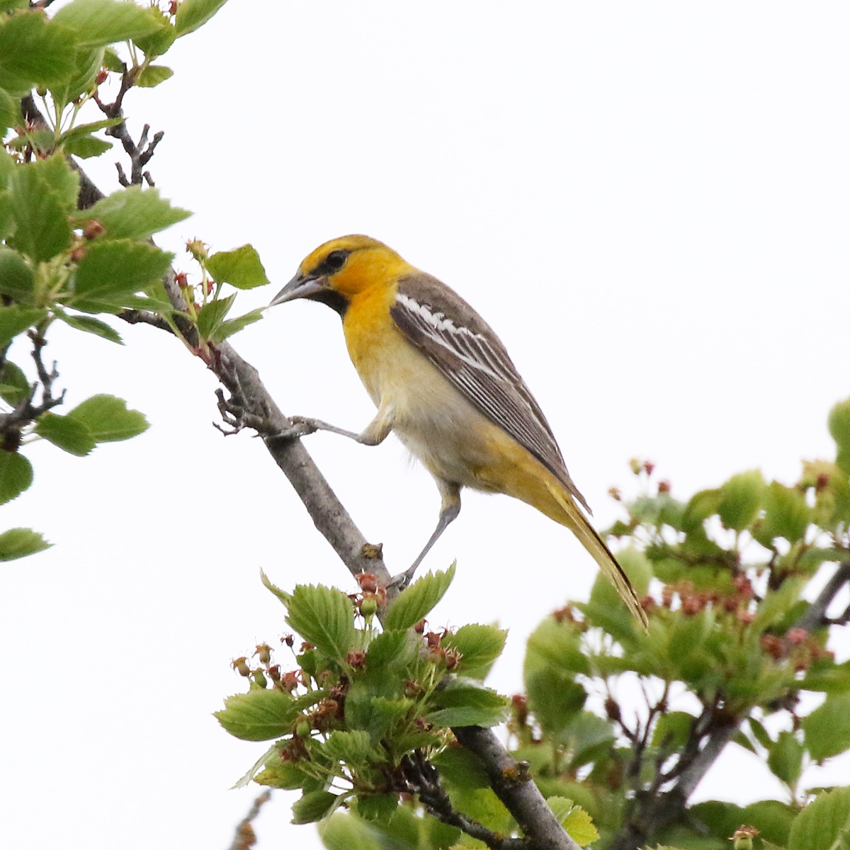 Bullock's Oriole - ML619661632