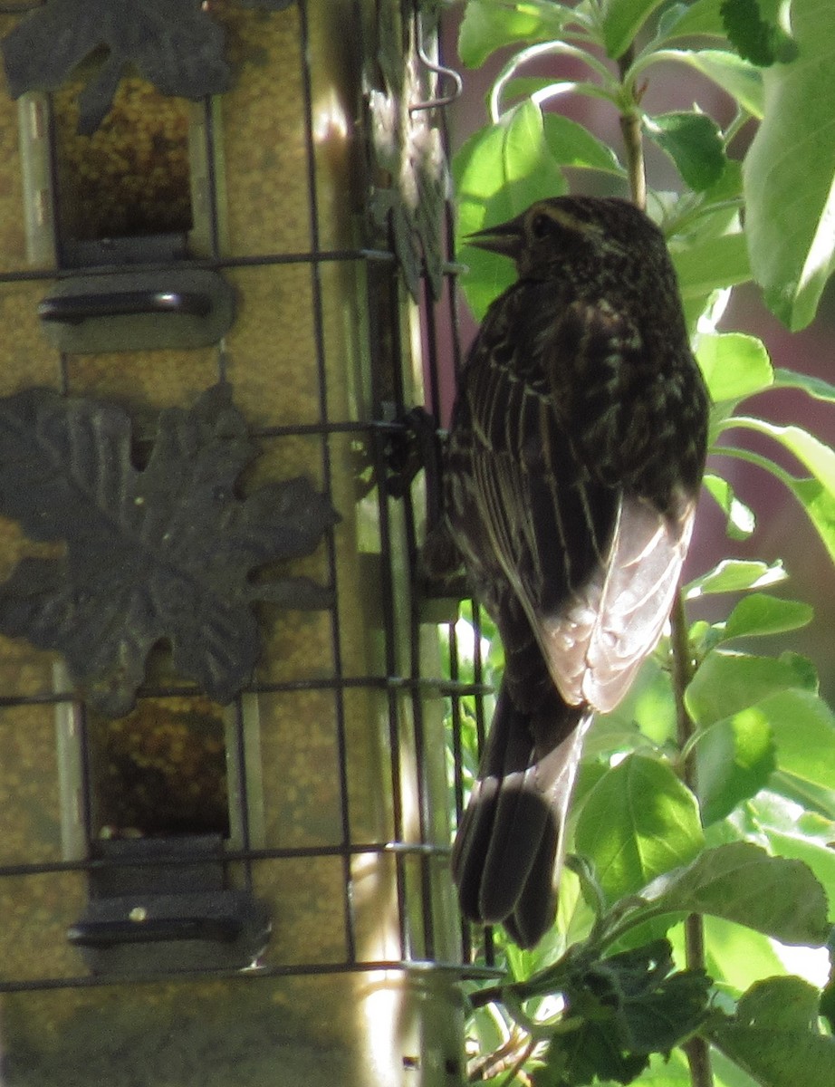 Red-winged Blackbird - damon taylor