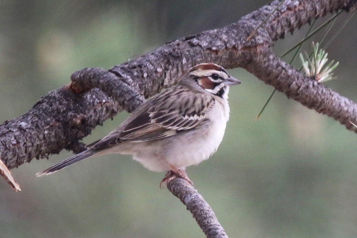 Lark Sparrow - ML619661636