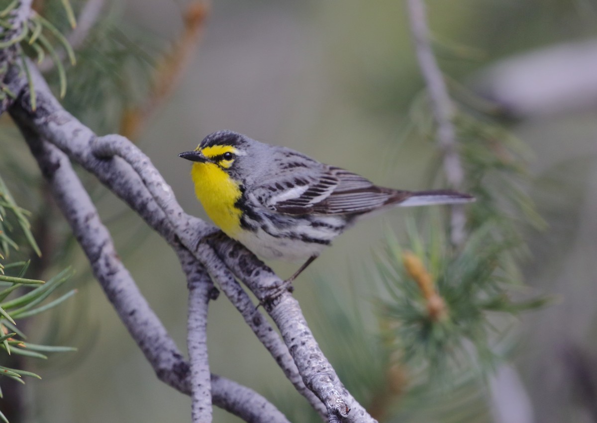 Grace's Warbler - Rob Lowry