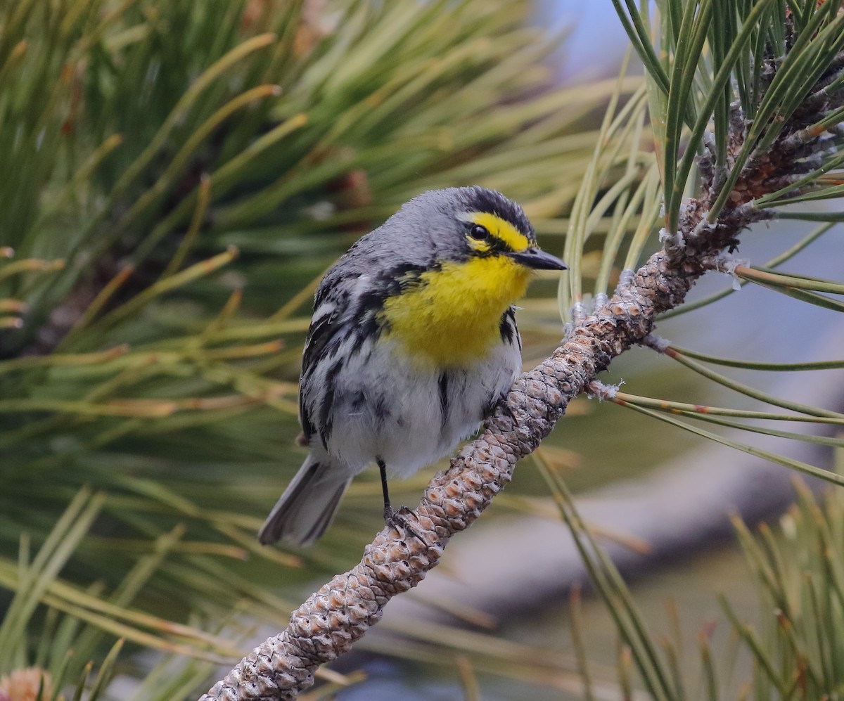 Grace's Warbler - Rob Lowry