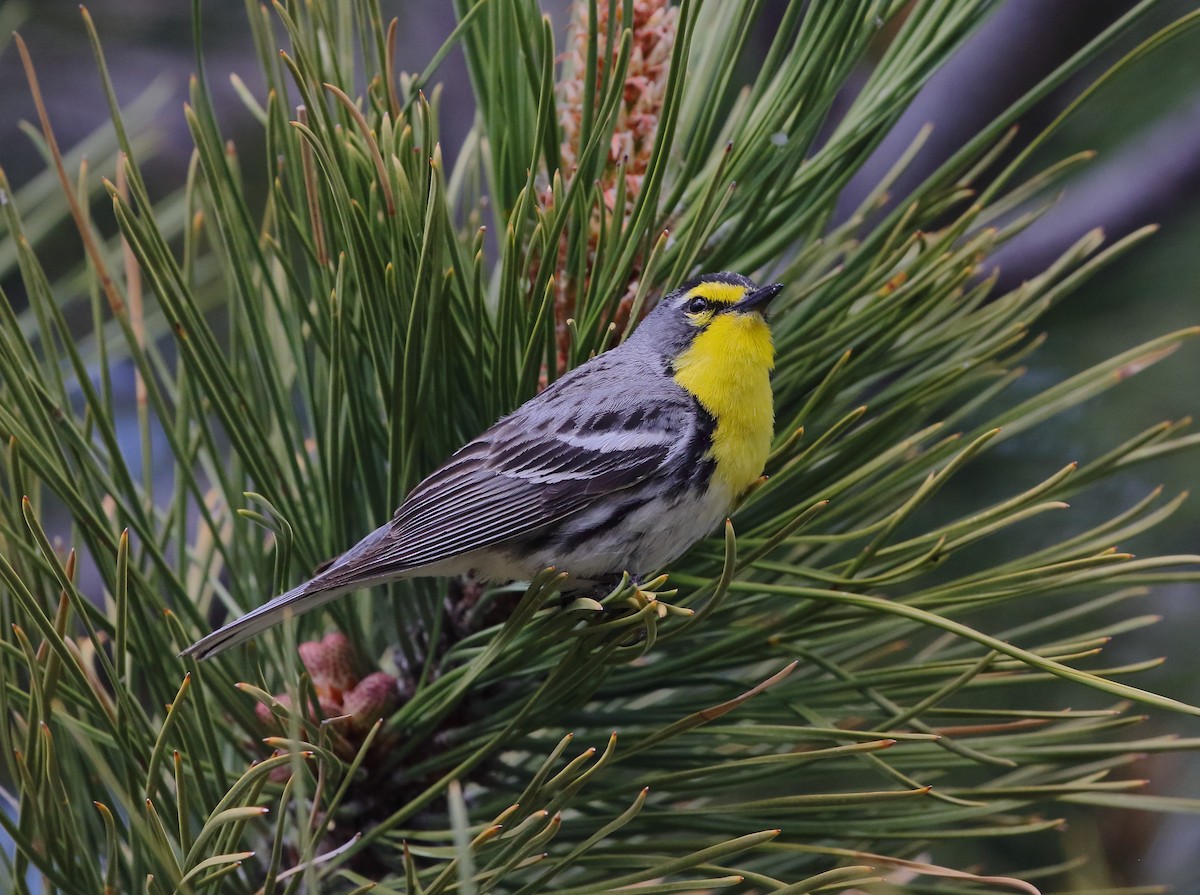 Grace's Warbler - Rob Lowry