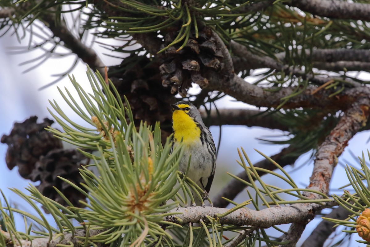 Grace's Warbler - Rob Lowry