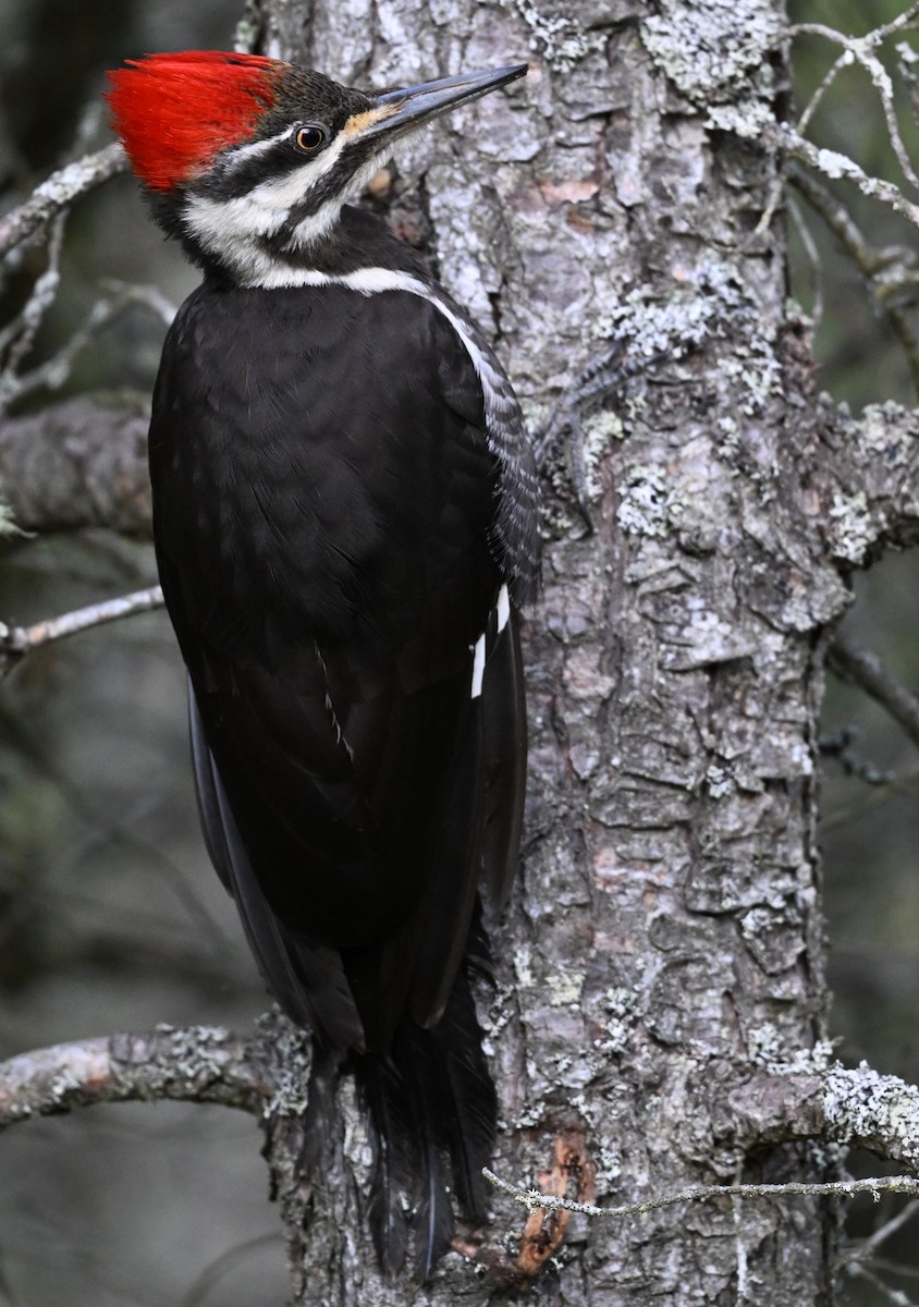 Pileated Woodpecker - James Markham