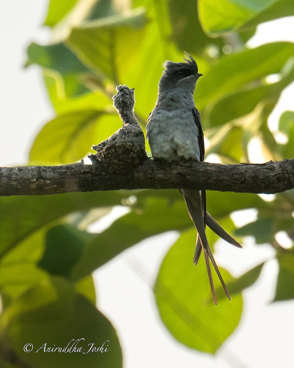 Crested Treeswift - Aniruddha Joshi