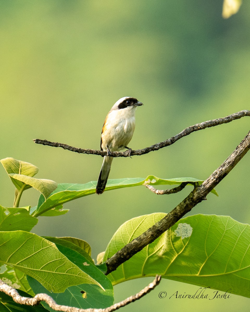 Bay-backed Shrike - ML619661650