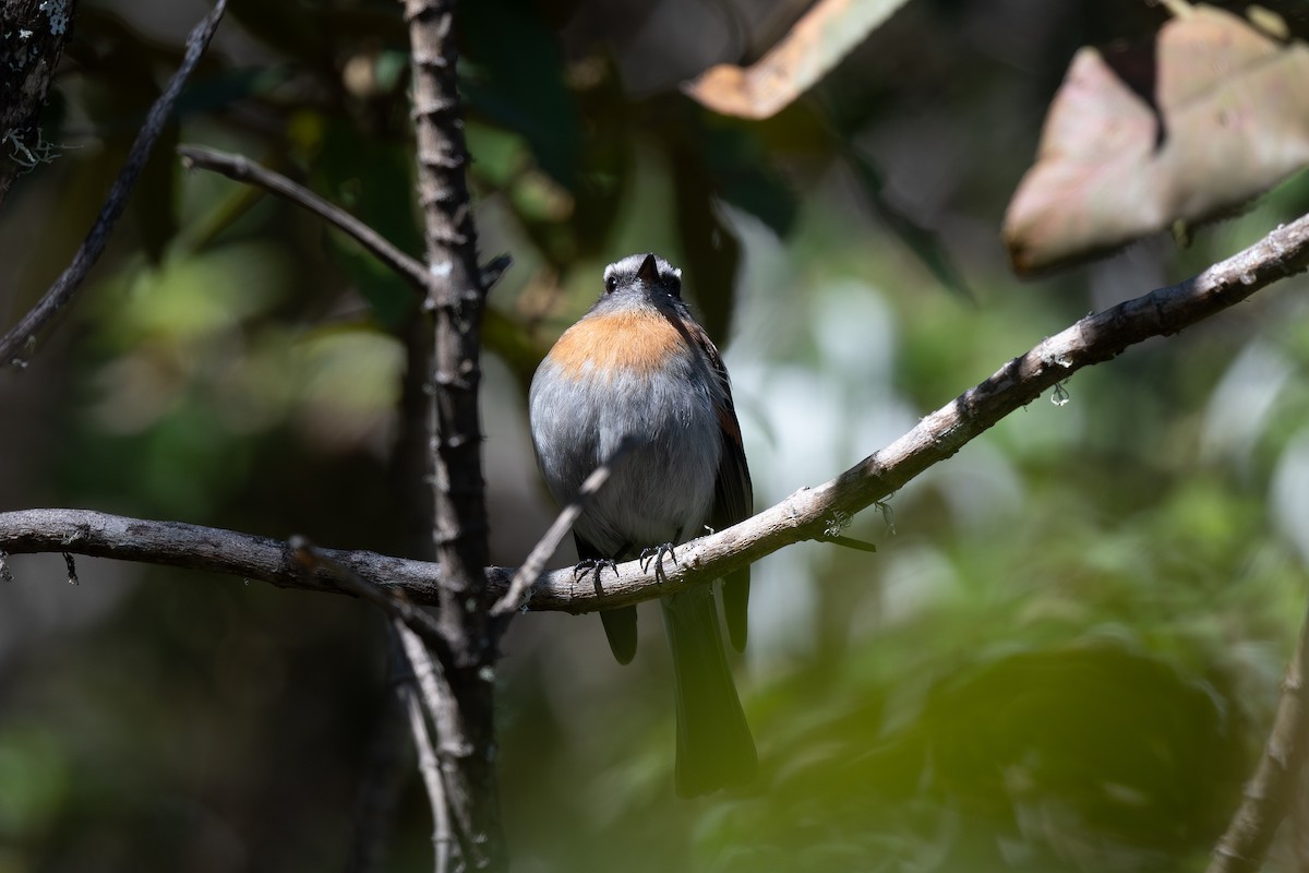 Rufous-breasted Chat-Tyrant - Steve Heinl