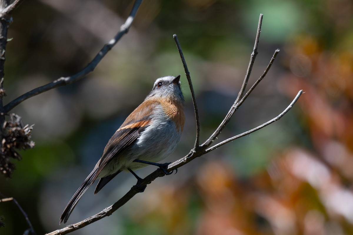 Rufous-breasted Chat-Tyrant - Steve Heinl