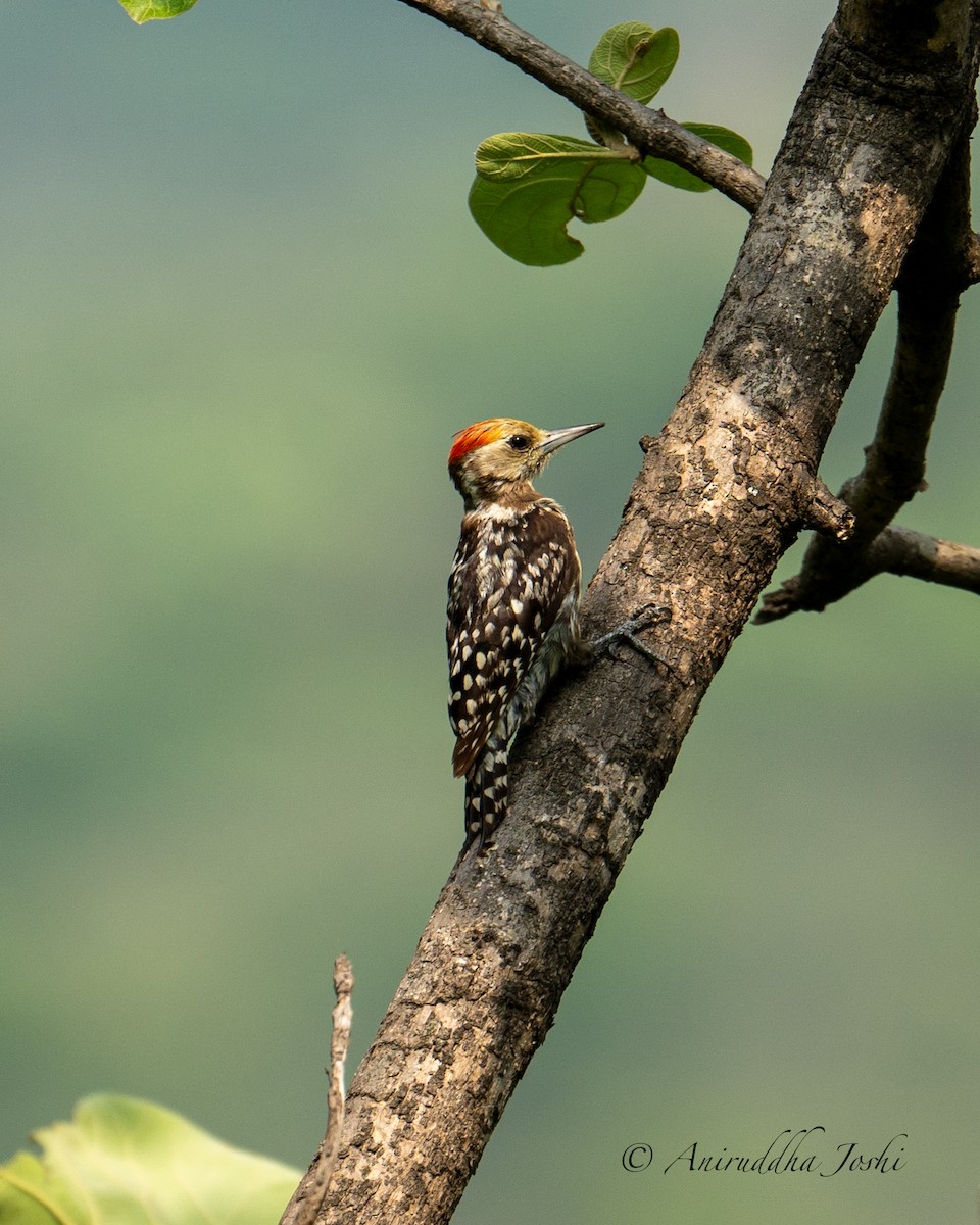 Yellow-crowned Woodpecker - Aniruddha Joshi