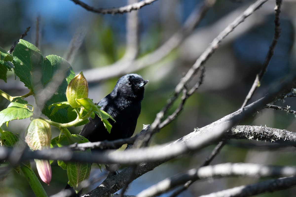 Black Flowerpiercer - Steve Heinl