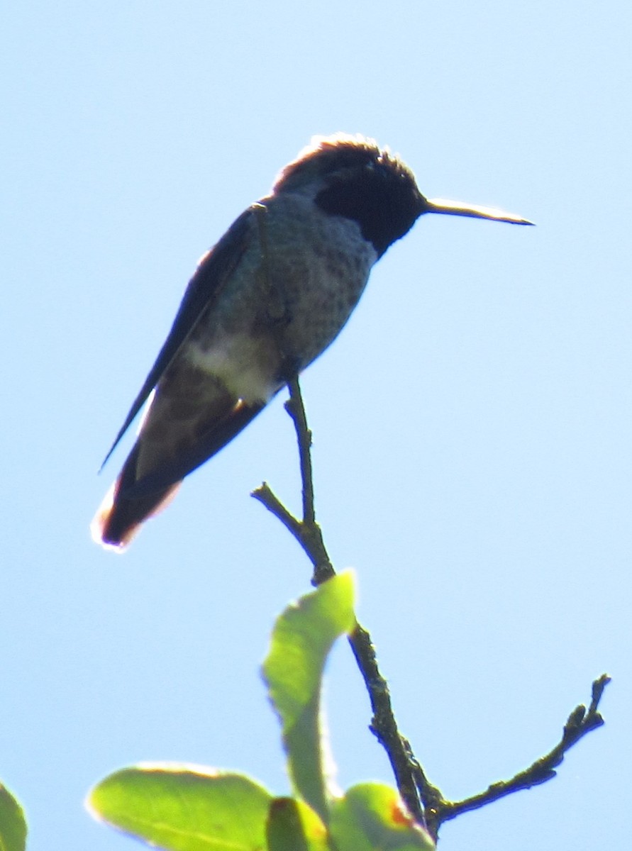 Anna's Hummingbird - damon taylor