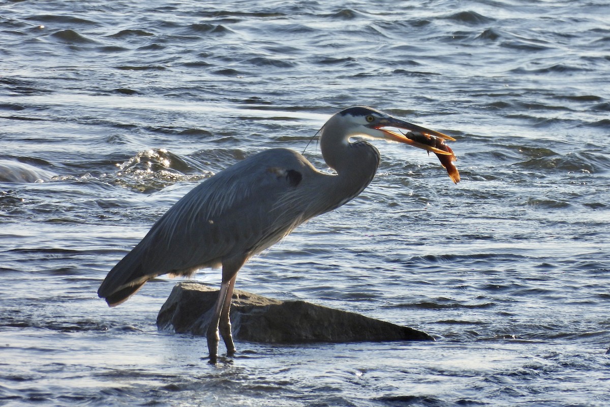 Great Blue Heron - Michelle Bélanger