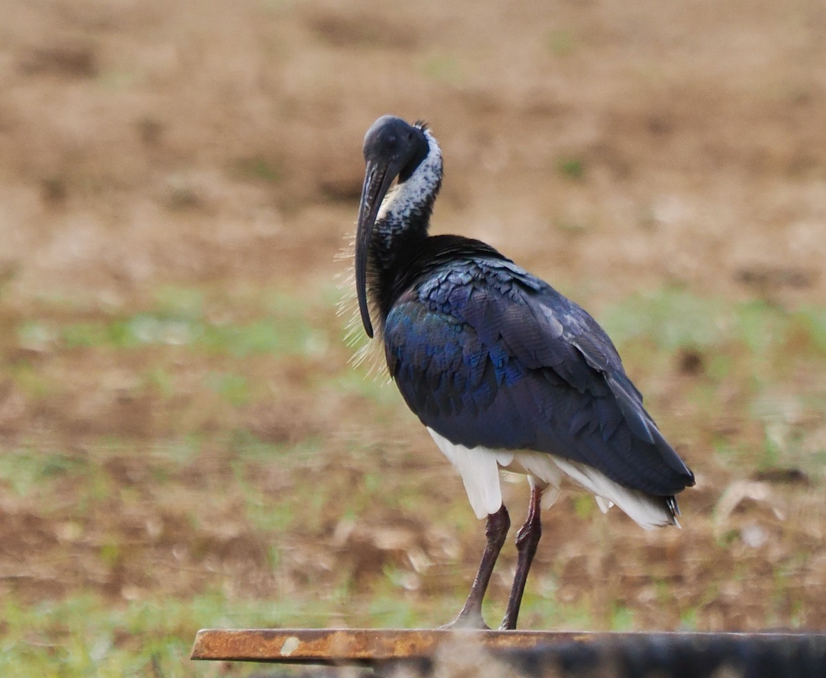 Straw-necked Ibis - Ken Glasson