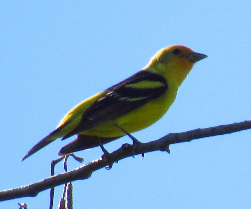 Western Tanager - damon taylor