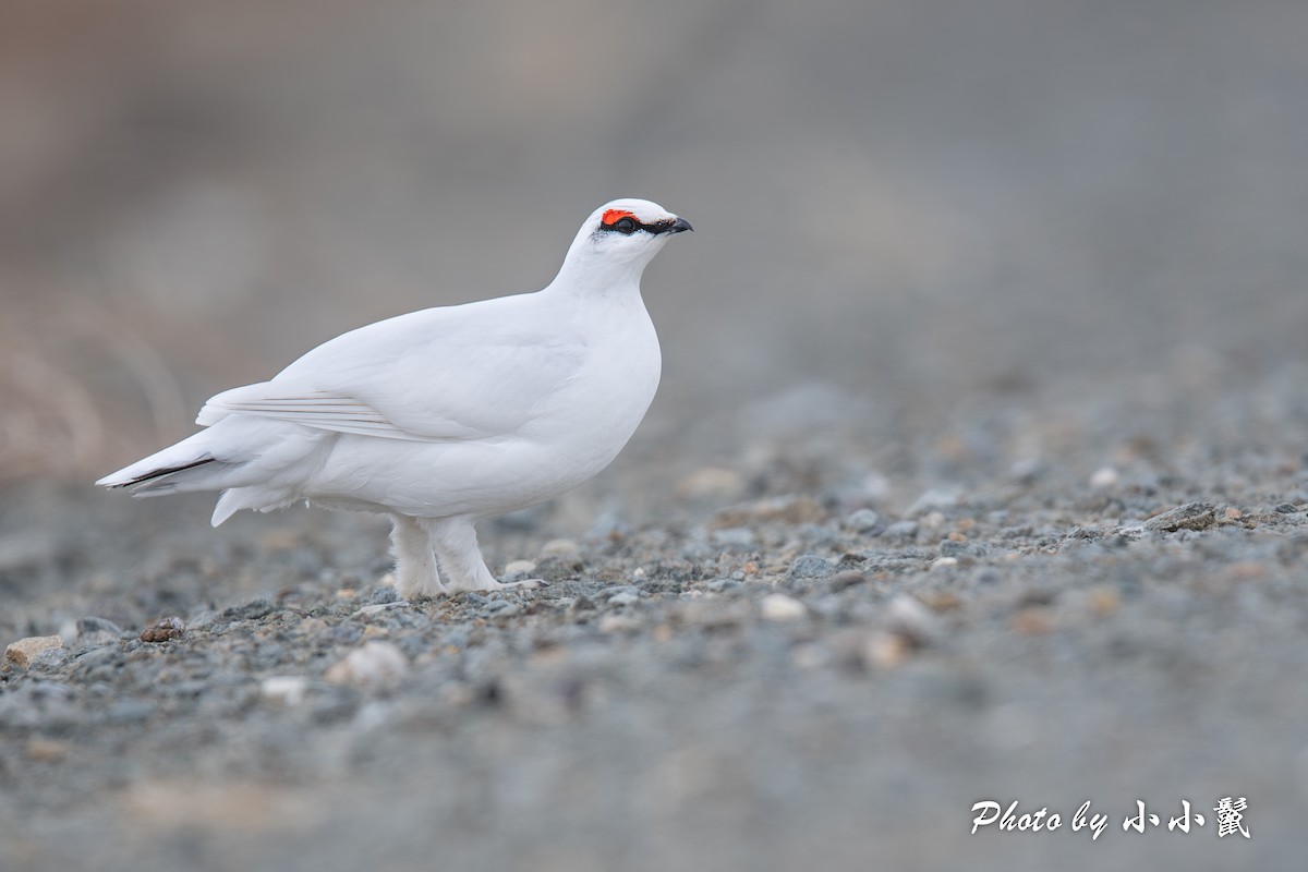 Alpenschneehuhn - ML619661679