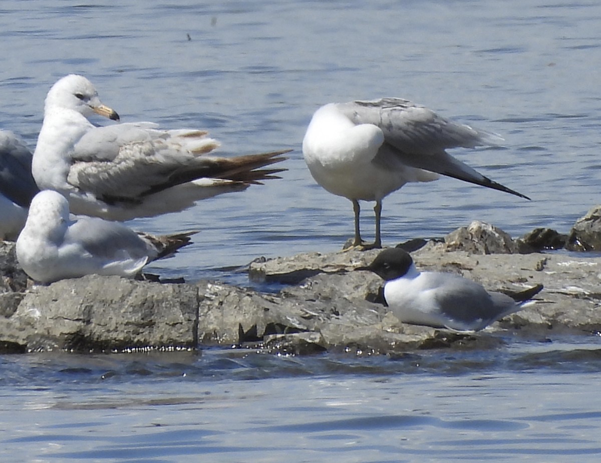 Bonaparte's Gull - Michelle Bélanger