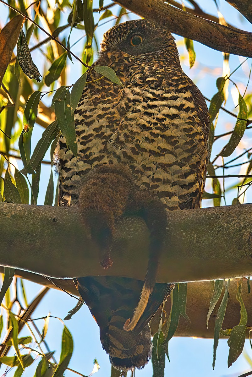 Powerful Owl - Alfons  Lawen