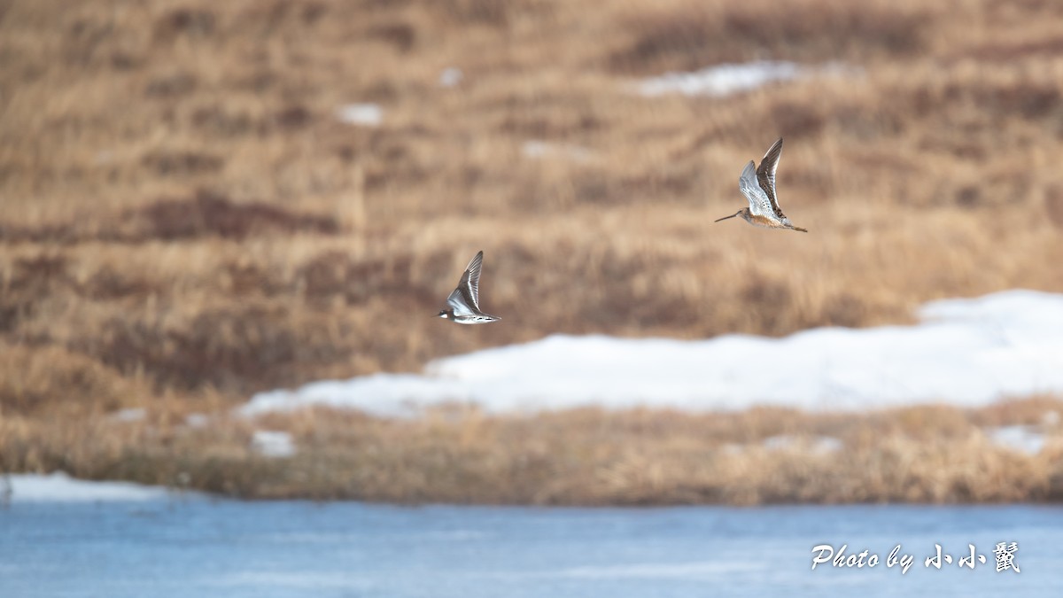 Long-billed Dowitcher - ML619661693