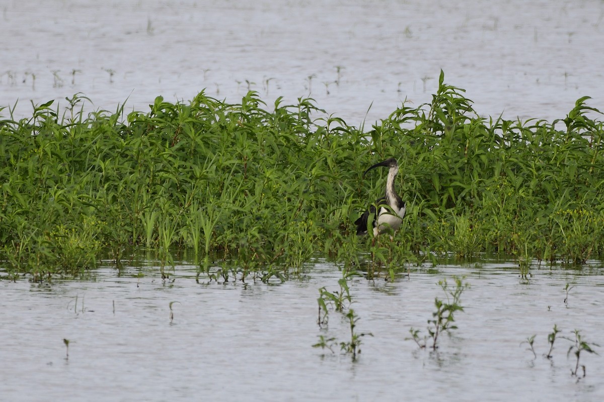 Straw-necked Ibis - Ken Crawley