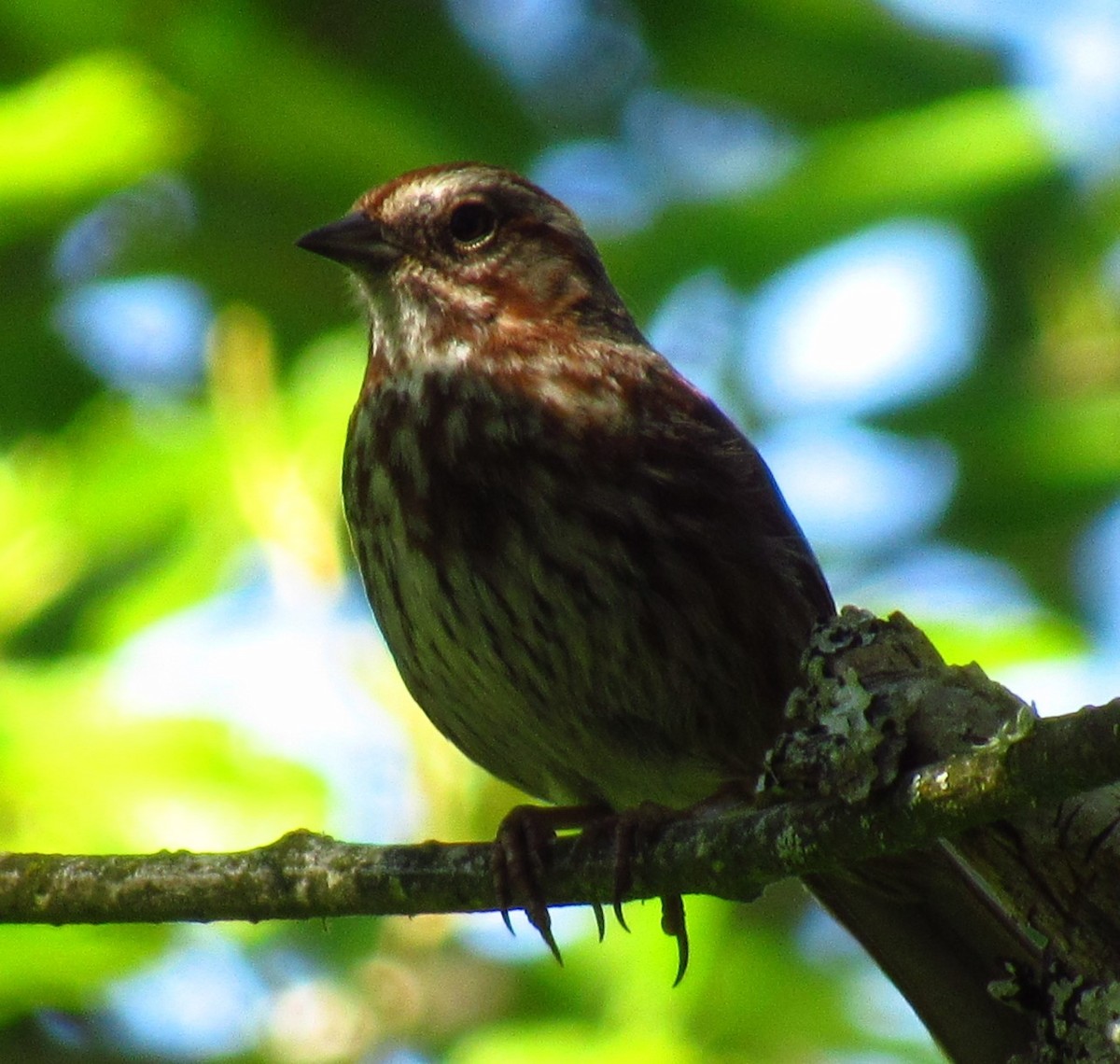 Song Sparrow - Damon Taylor