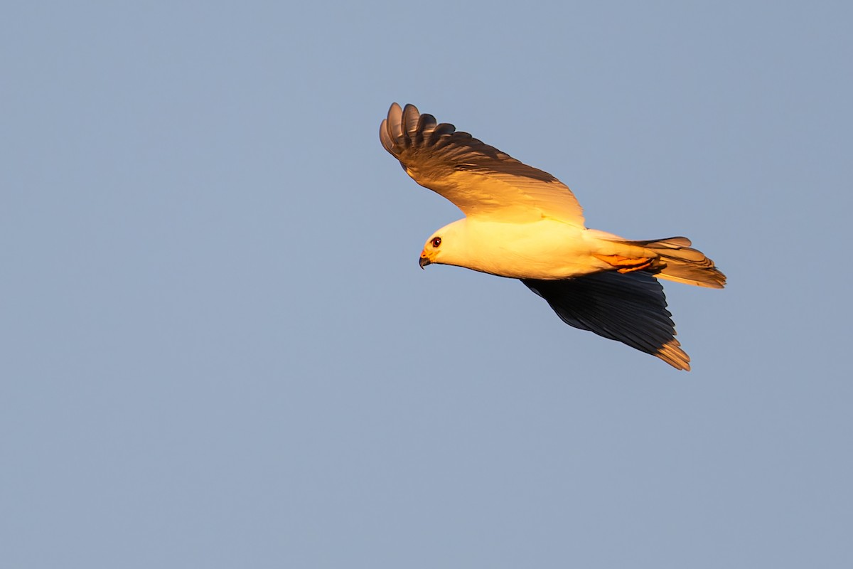 Gray Goshawk - John  Van Doorn