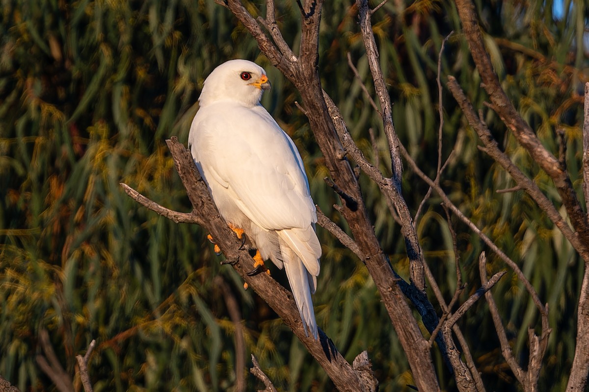 Gray Goshawk - John  Van Doorn