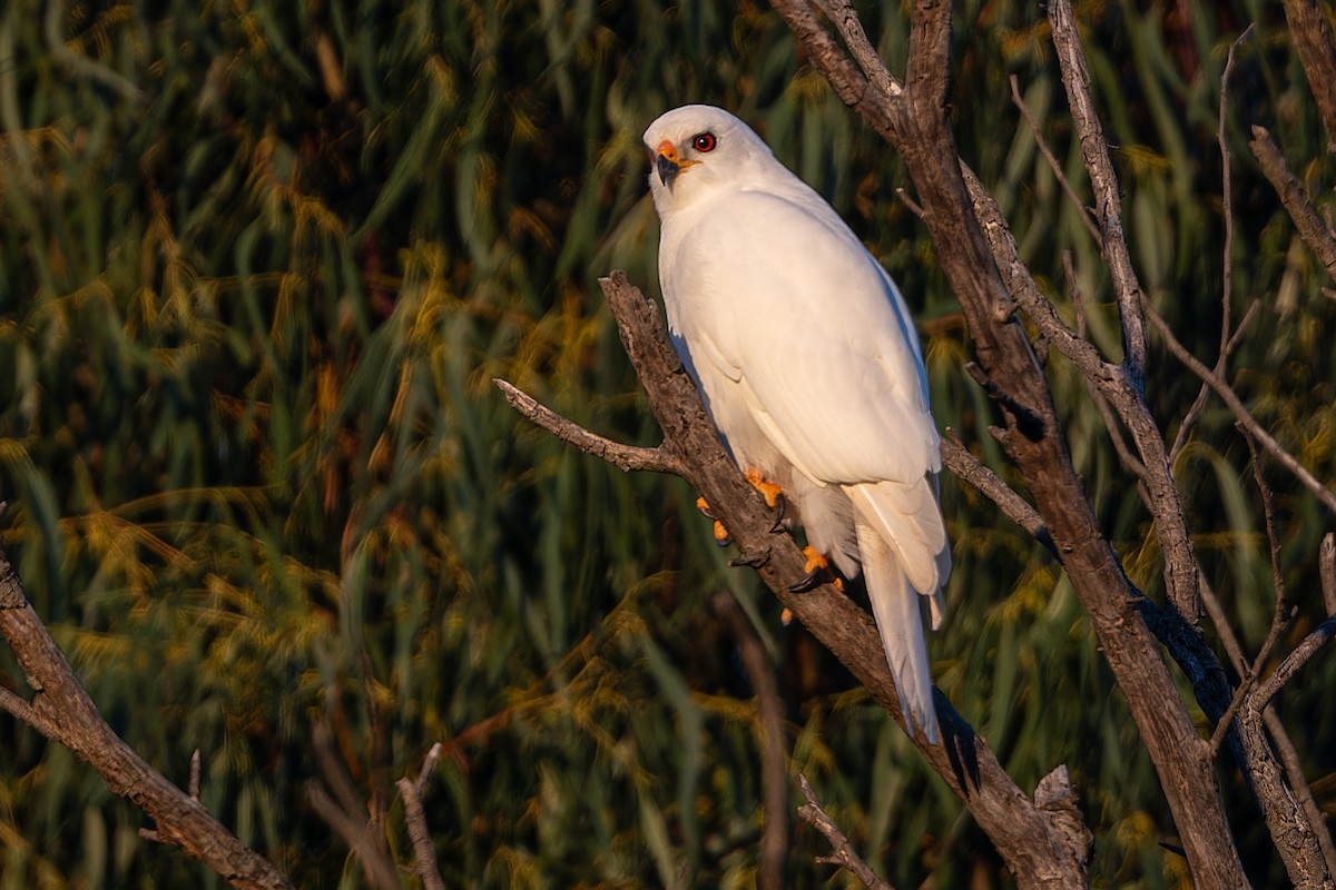 Gray Goshawk - ML619661713