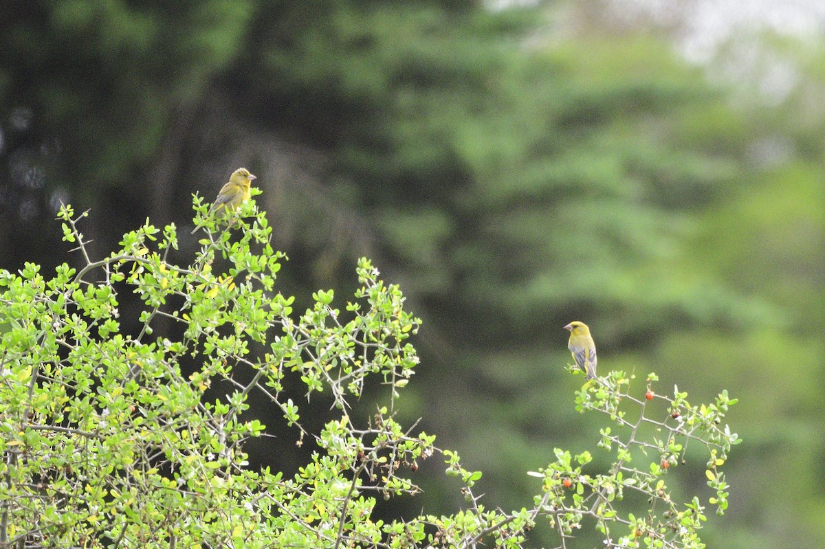 European Greenfinch - Ken Crawley