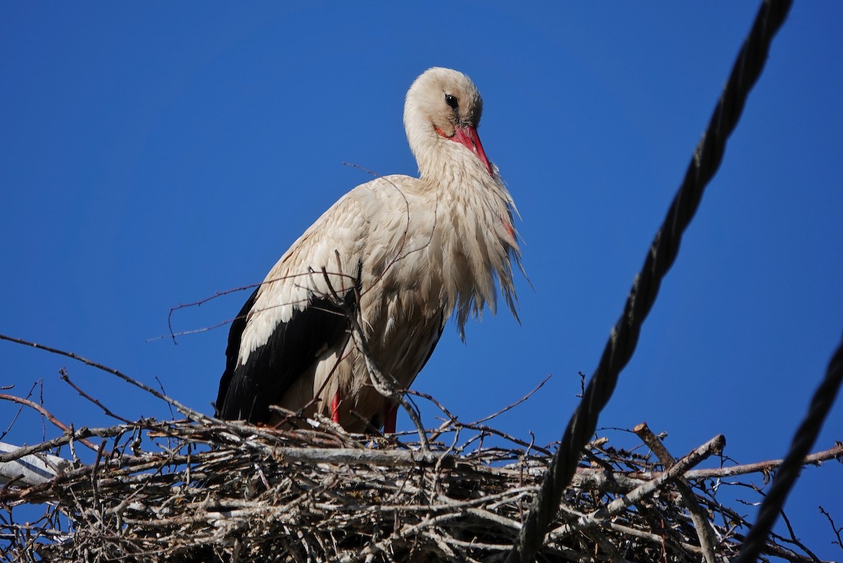 White Stork - Thomas Gibson