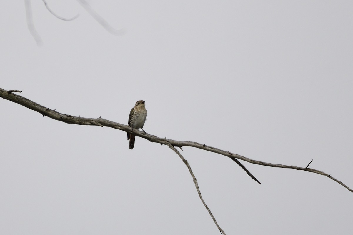 Horsfield's Bronze-Cuckoo - Ken Crawley