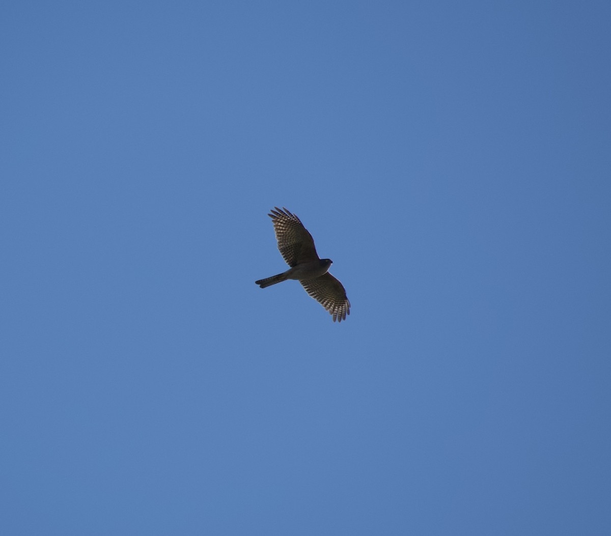 Collared Sparrowhawk - ML619661724