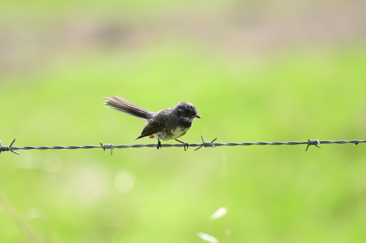 Gray Fantail - Ken Crawley