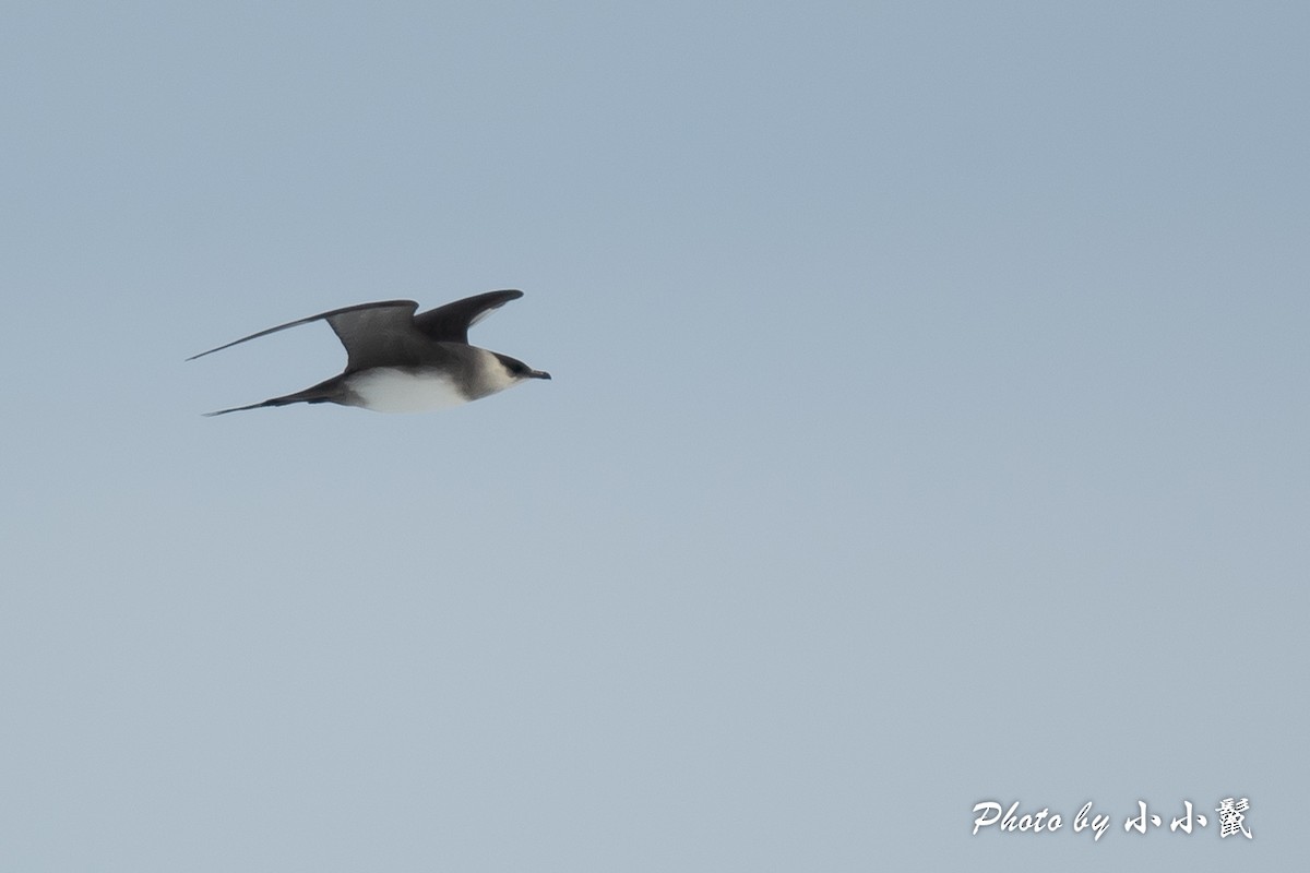 Parasitic Jaeger - Hanyang Ye