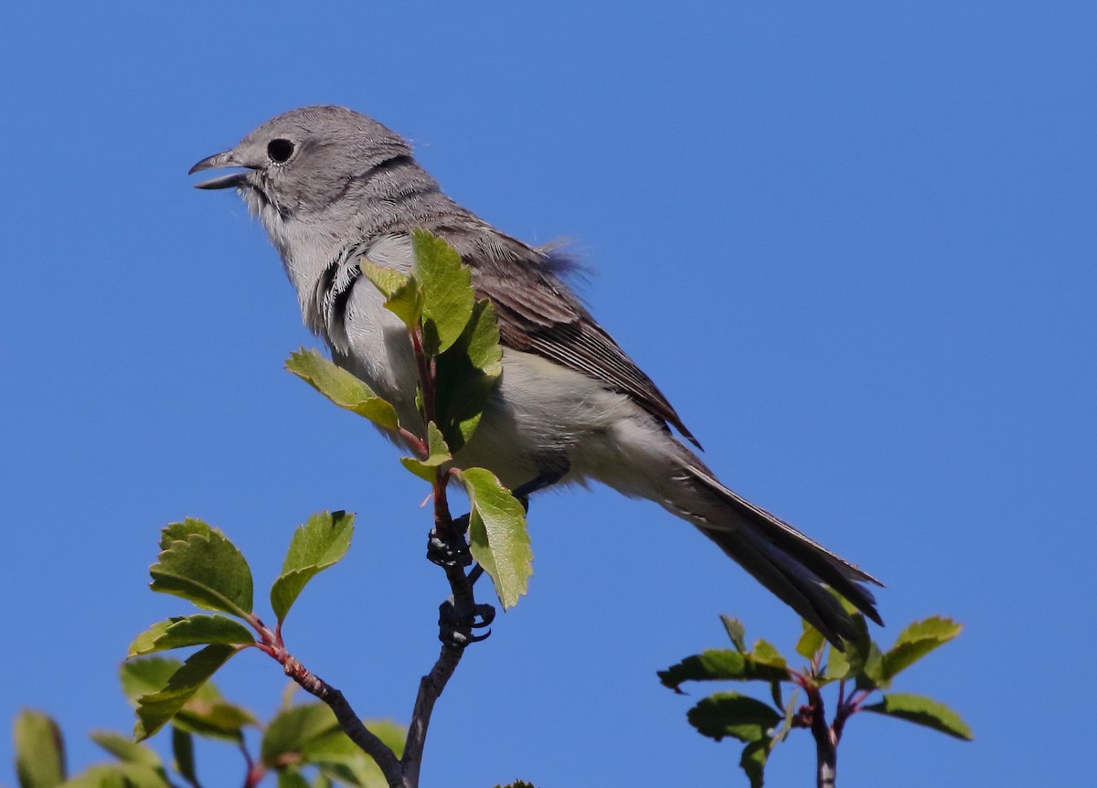 Gray Vireo - Rob Lowry